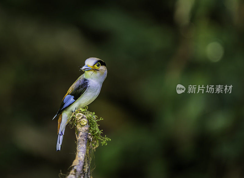 Silver-breasted Broadbill